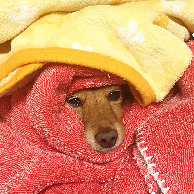 sakuさんの実例写真