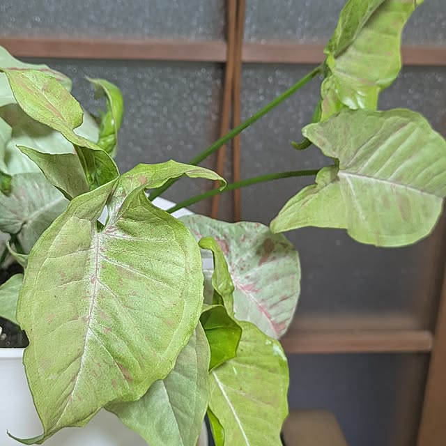 asaさんの部屋