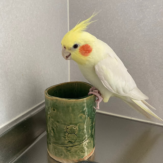 toratanさんの部屋