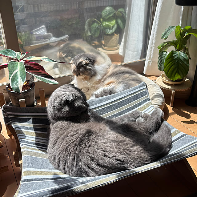 greycatsさんの実例写真