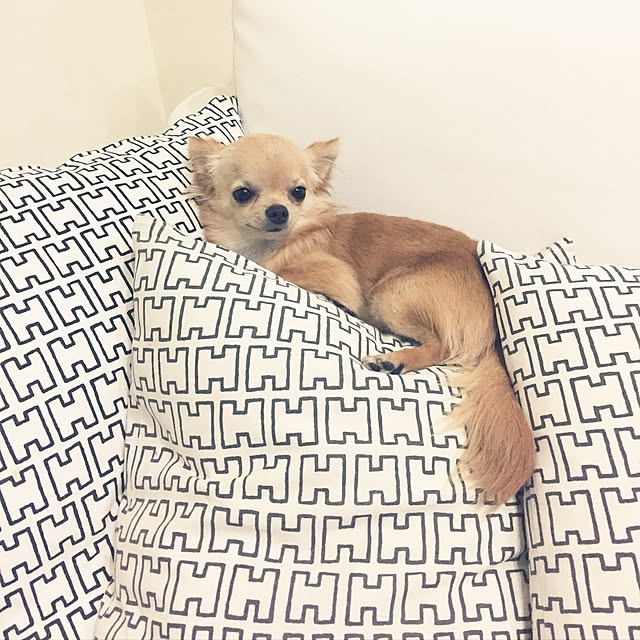 mihaaさんの実例写真