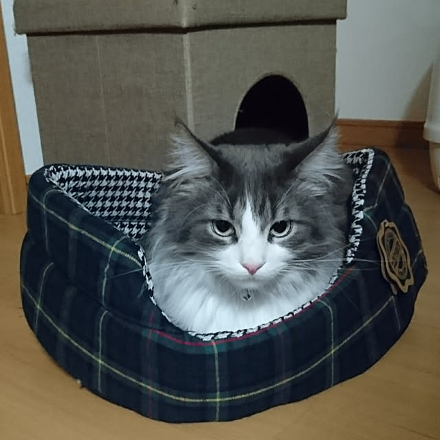 shinobuさんの実例写真