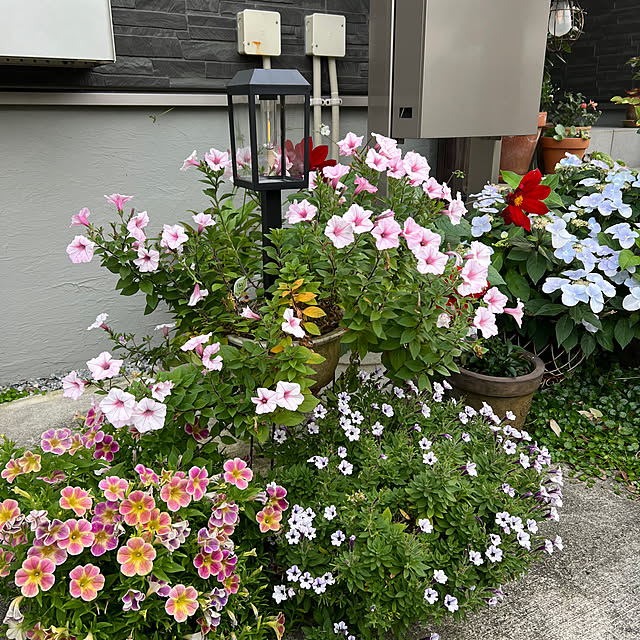 coraruさんの部屋