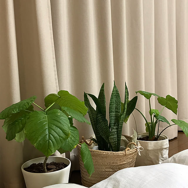 観葉植物/リビングのインテリア実例 - 2021-05-01 21:39:23
