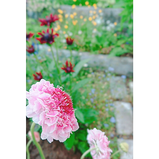 mamimamipockyさんの実例写真