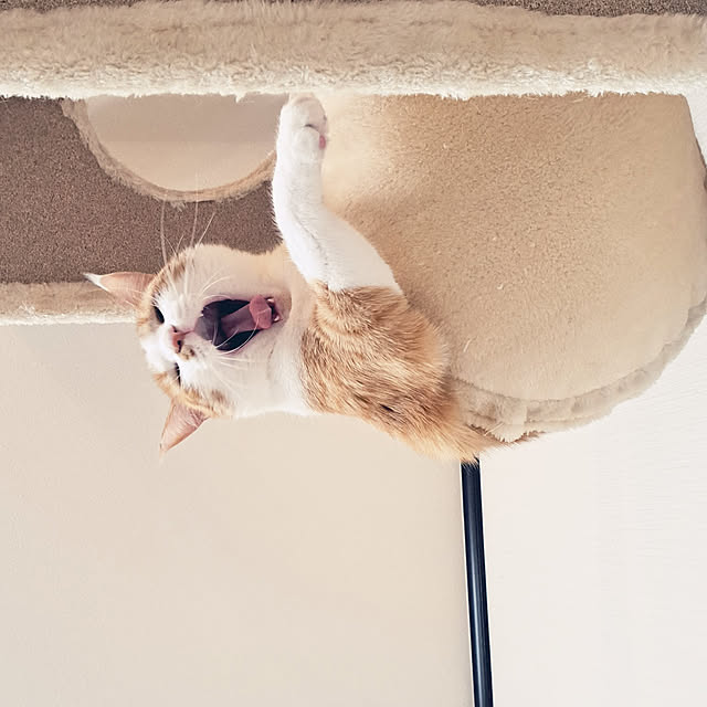 yoyoyoさんの実例写真