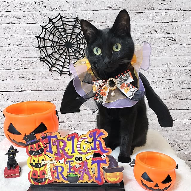 sakuraさんの部屋