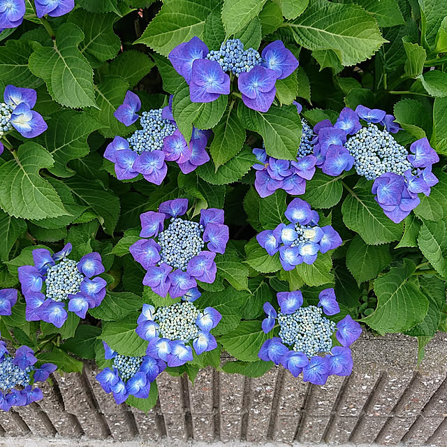 ayaさんの実例写真