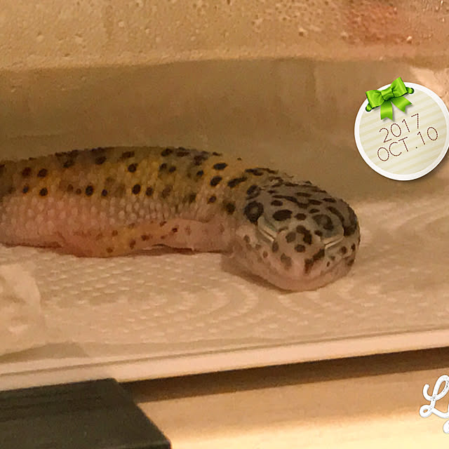 HappyRoseさんの実例写真