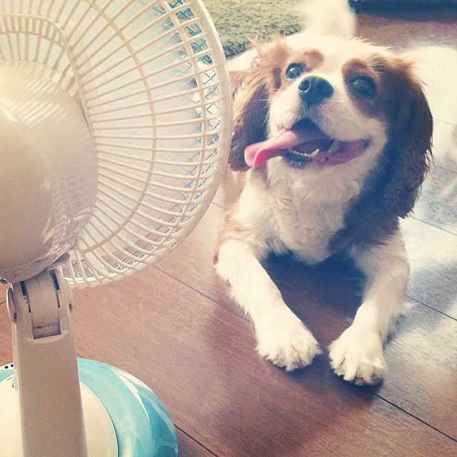 mocaさんの実例写真