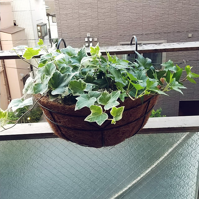 noaさんの実例写真