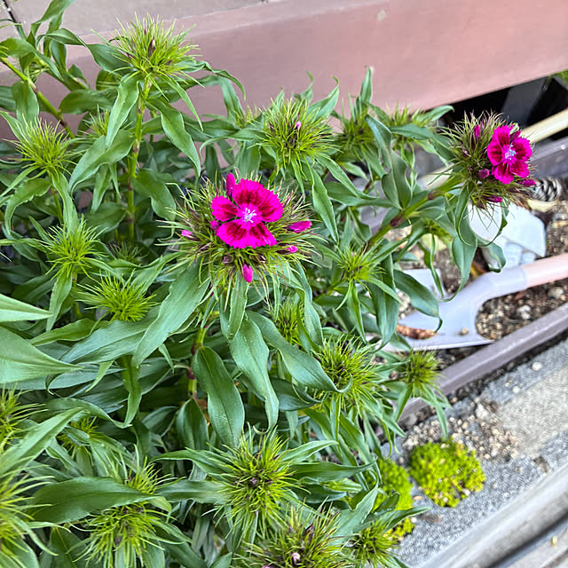 hanihaniさんの実例写真