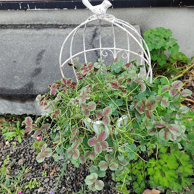 kiraさんの実例写真