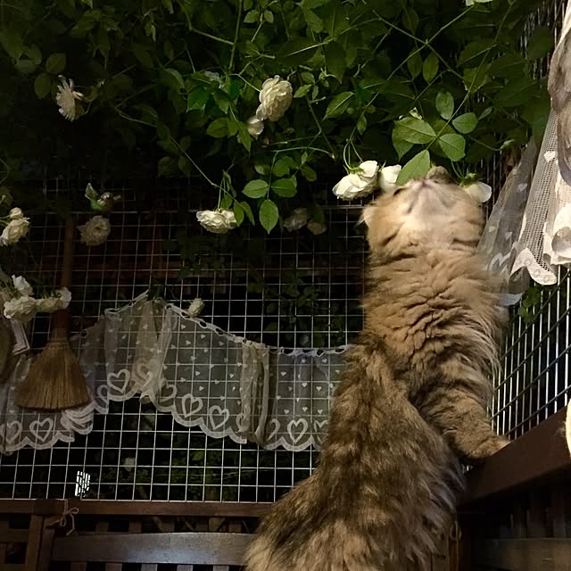 butachanさんの実例写真