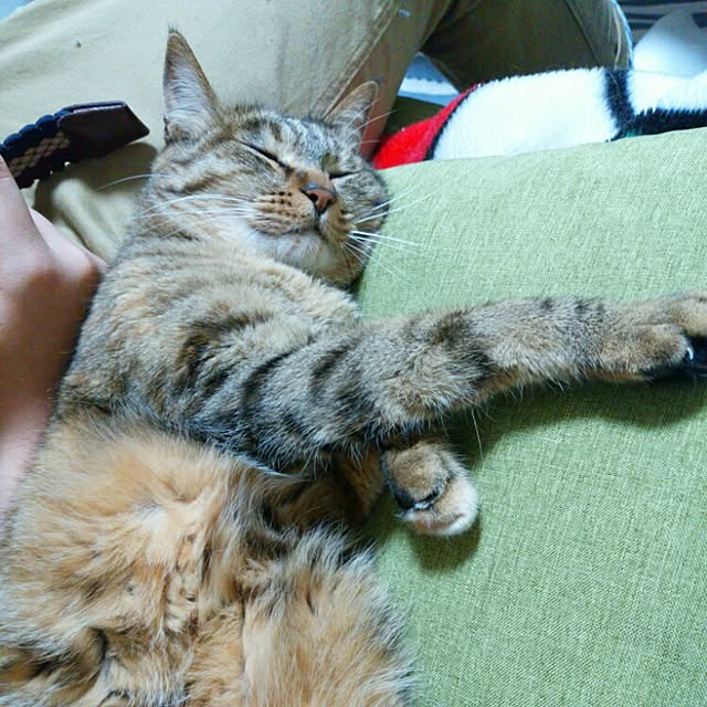 taikoさんの実例写真