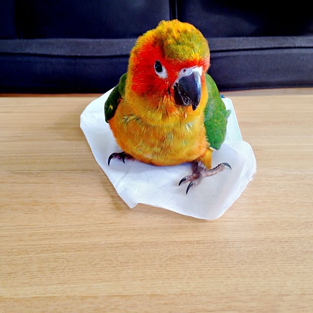 Atsushiさんの実例写真