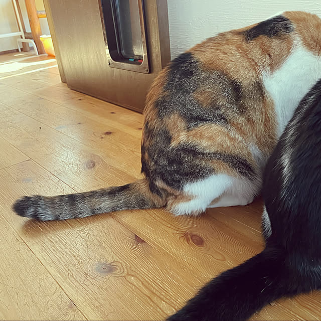 miecoroさんの実例写真