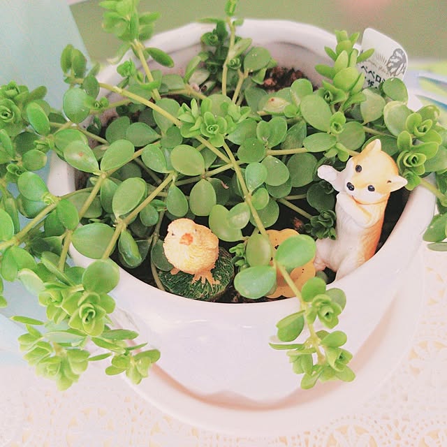 Miyumamaさんの実例写真