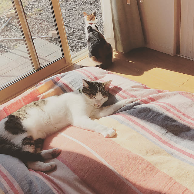 日向ぼっこ中。/ふかふかお布団/寝室/ねこのいる風景/平屋の家...などのインテリア実例 - 2021-11-03 10:06:33