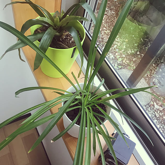 mamさんの実例写真