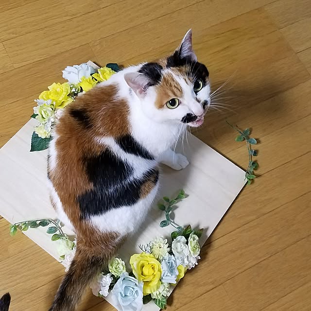 Kinanさんの実例写真