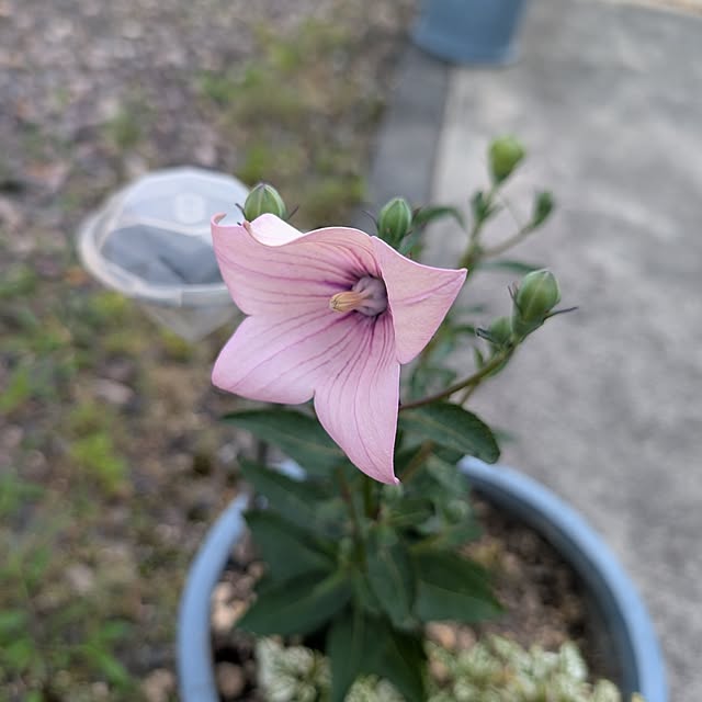 KOHAKUさんの実例写真