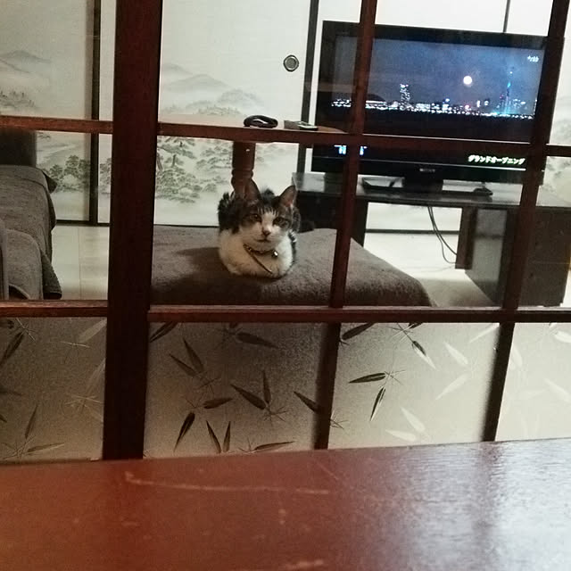 montomoさんの実例写真