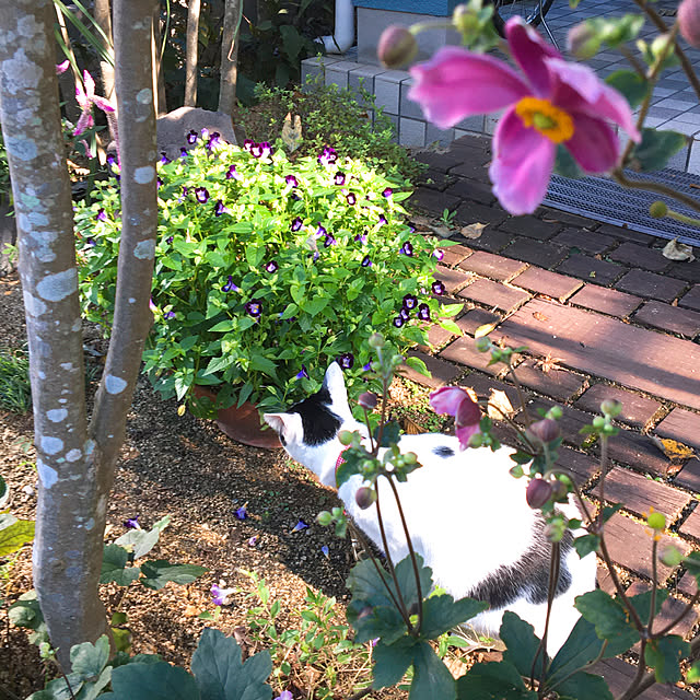 nobikoさんの実例写真