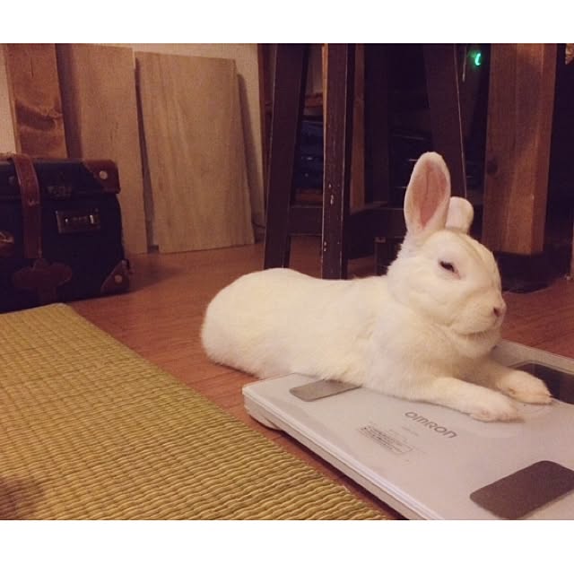 shiremono07gさんの実例写真