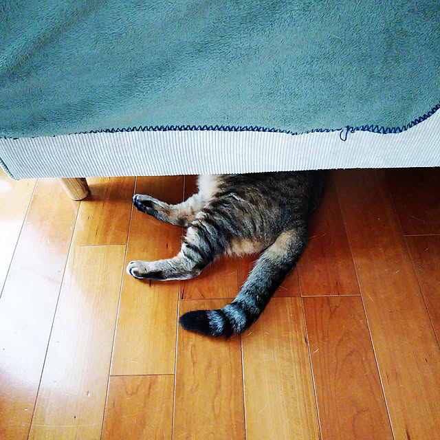 annさんの実例写真