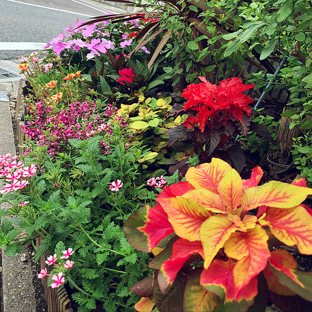 yukarin-gardenさんの実例写真