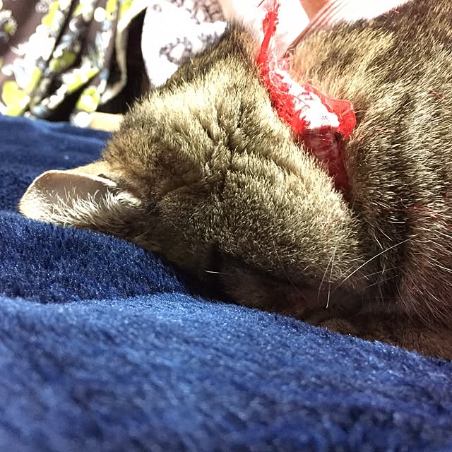 youさんの実例写真