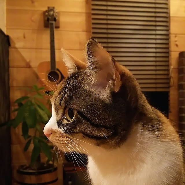 リビング/bess/猫とインテリアのインテリア実例 - 2018-02-08 08:25:13