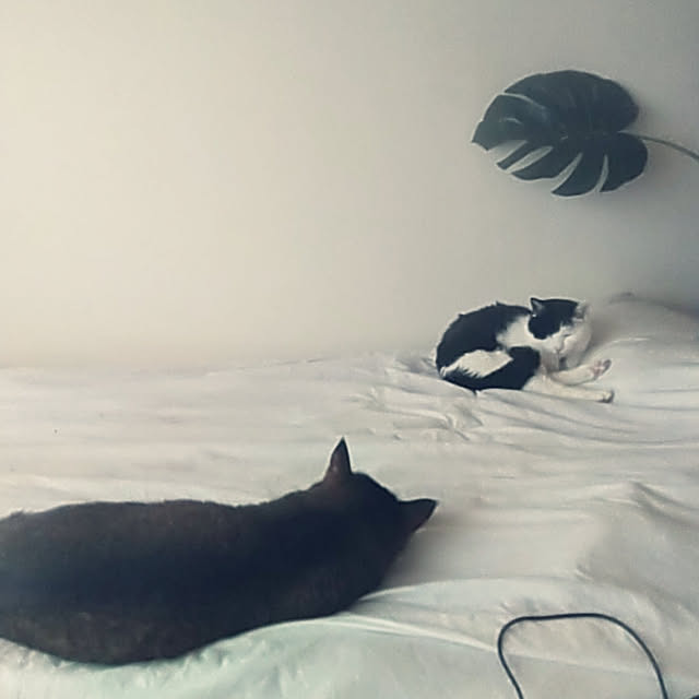 catloveさんの実例写真