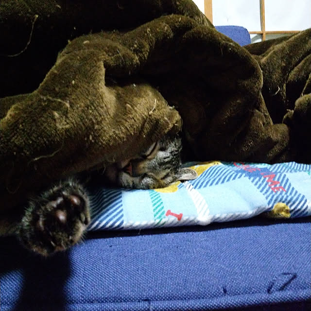sakiさんの実例写真