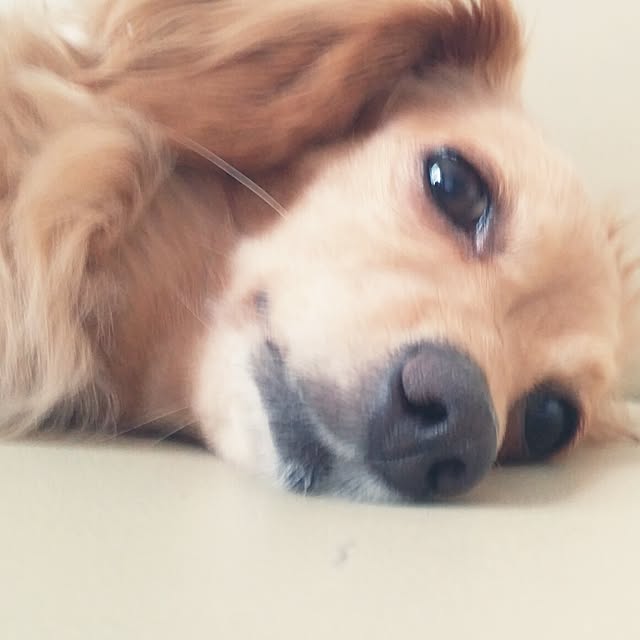 hiromiさんの実例写真