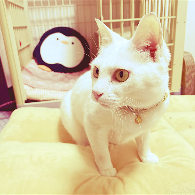 Maiさんの実例写真
