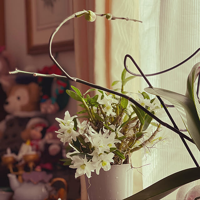 roserose555さんの実例写真