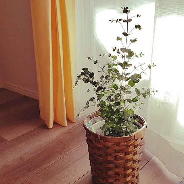 bergamot1411さんの実例写真