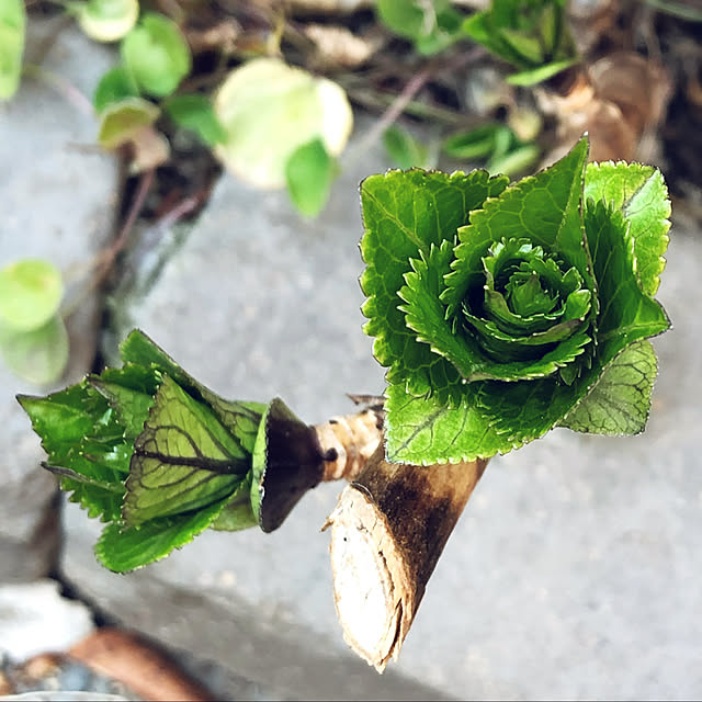 紫陽花/紫陽花の芽吹き/棚のインテリア実例 - 2022-03-10 08:58:57