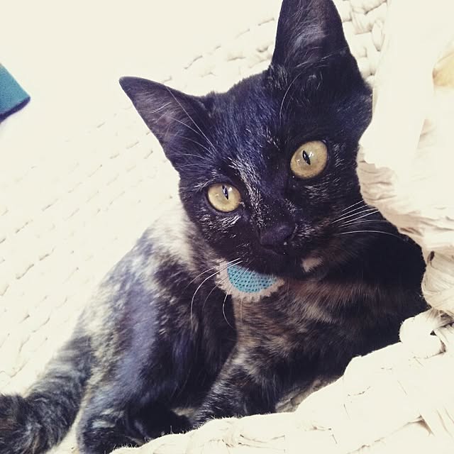 Ryoさんの実例写真