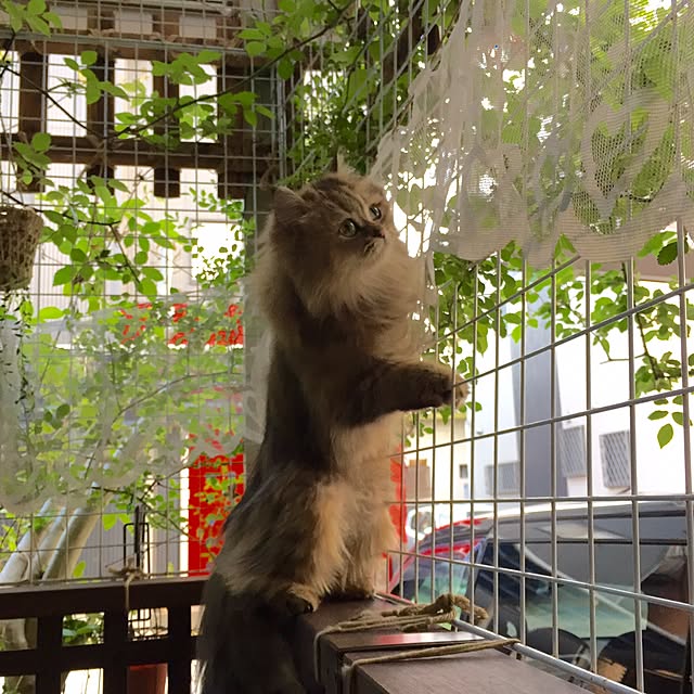 butachanさんの実例写真