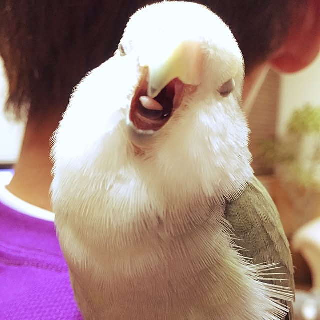 kaotanさんの実例写真