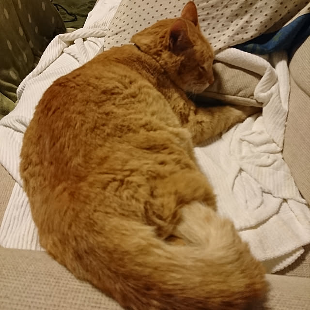 keiさんの実例写真