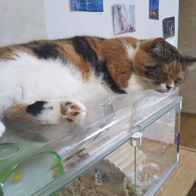 yukieさんの実例写真