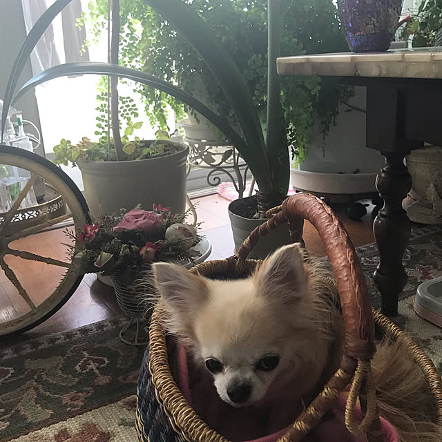 saraminさんの実例写真