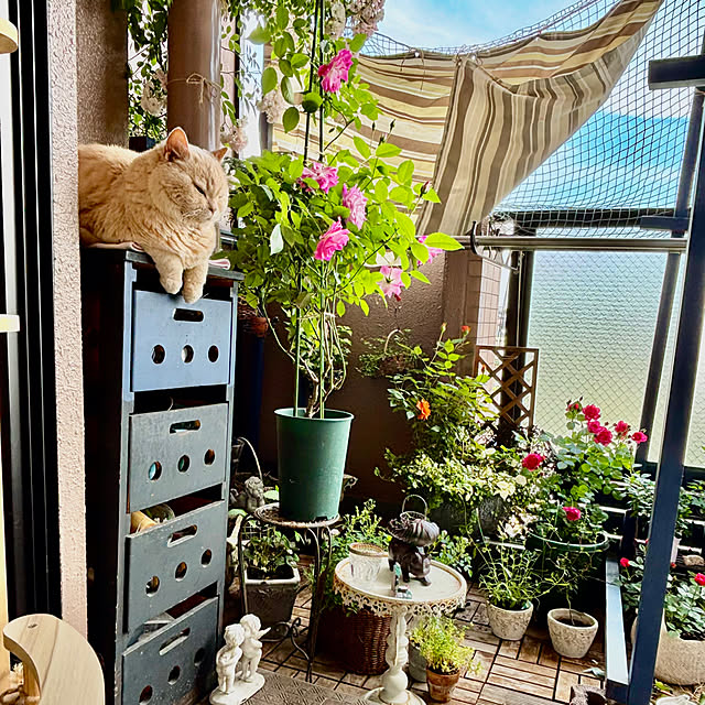naokoさんの部屋