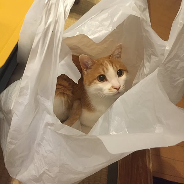 実例写真