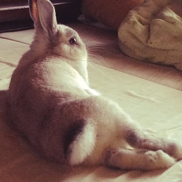 yokomokoさんの実例写真