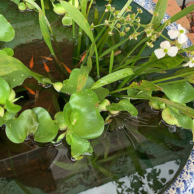 mama_sanさんの実例写真